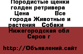 Породистые щенки голден ретривера › Цена ­ 25 000 - Все города Животные и растения » Собаки   . Нижегородская обл.,Саров г.